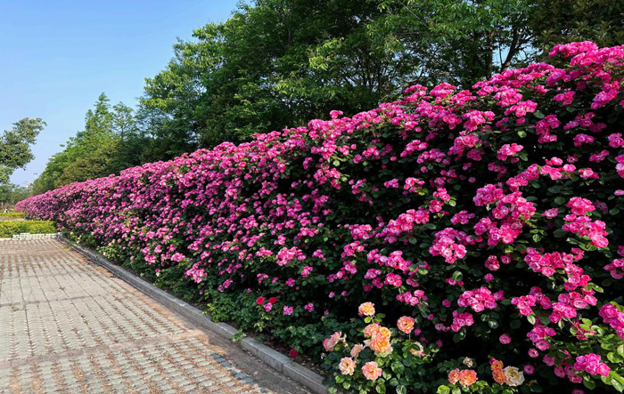 尊时凯龙·Z6(中国区)人生就是拼搏!